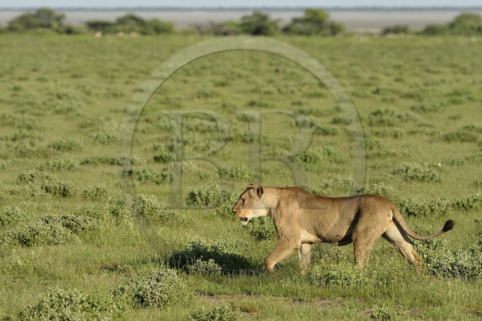 Namibie, région de Oshikoto, Parc National d'Etosha, lionne (Panthera leo) en chasse