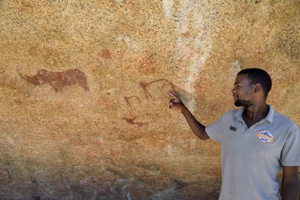 Namibia, Erongo region, Damaraland, the Pondok Mountains at the east of Spitzkoppe in the Namib Desert, rock paintings under a granitic overhang called the Bushman's Paradise believed to have been made between 4,400 BCE and 100 AD, Benny the local Damara guide shows a rhinoceros and human figures