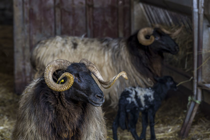 France, Pyrénées-Atlantiques (64), Pays-Basque, vallée des Aldudes, Urepel, brebis manech tête noire
