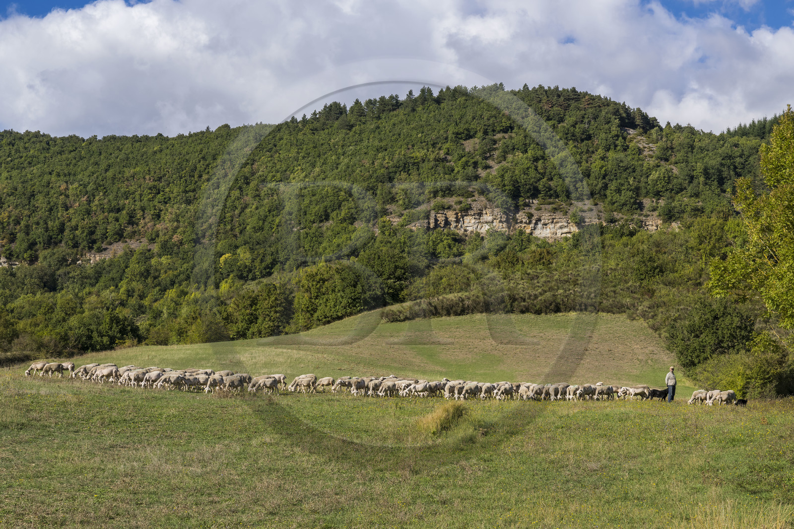 France, Aveyron, Causses and the Cévennes, cultural landscape of Mediterranean agro-pastoralism, listed as World Heritage by UNESCO, Sainte-Eulalie-de-Cernon on the road to Santiago de Compostela, flock of sheep led by its shepherd Eric Broussou
