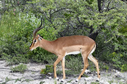 Namibia, Oshikoto region, Etosha National Park, male Black-faced Impala (Aepyceros melampus petersi)