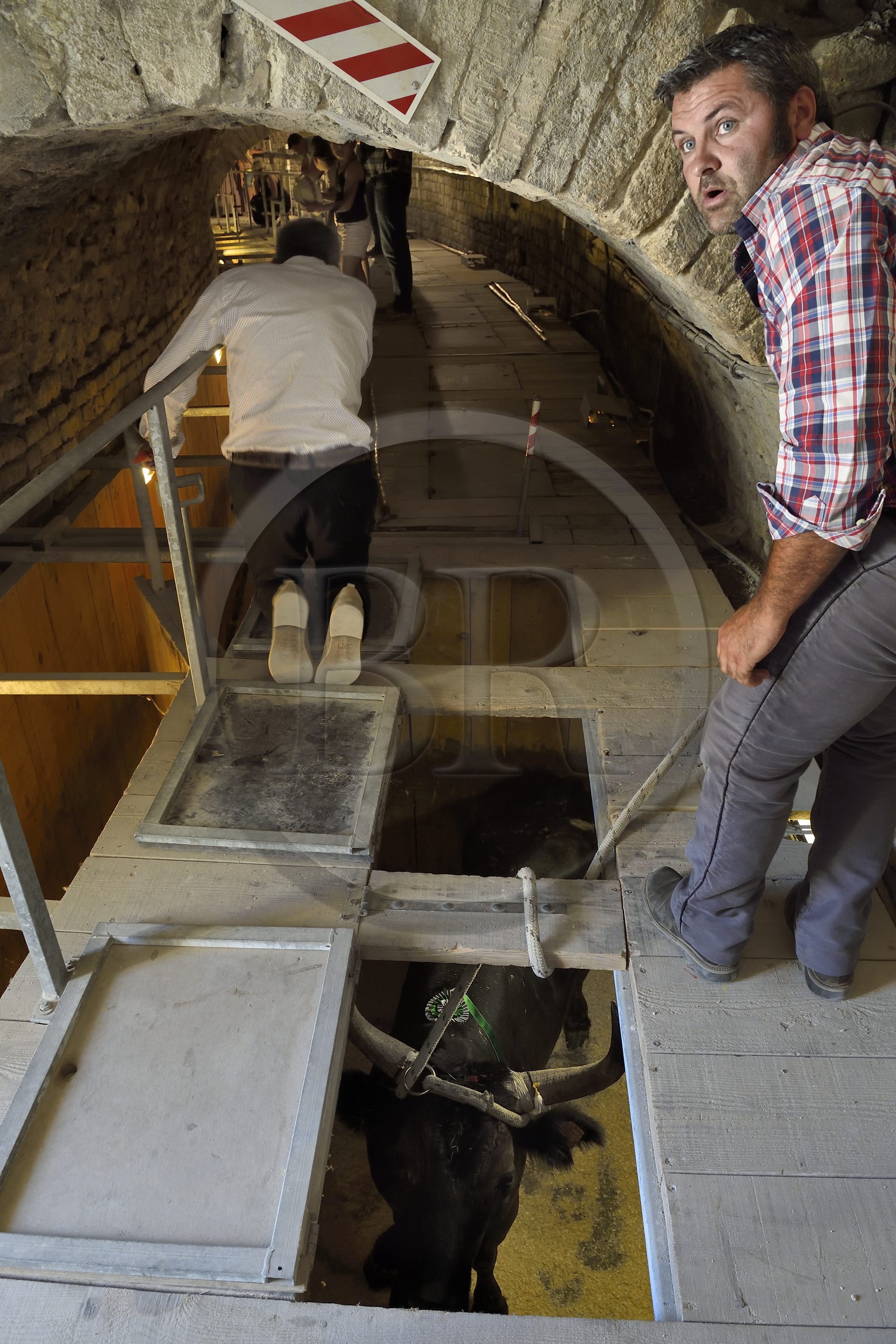 France, Bouches-du-Rhône (13), Arles, les Arènes, amphithéâtre romain de 80-90 après JC, classé Patrimoine Mondial de l'UNESCO, arrivée des taureaux dans le toril situé sous les tribunes