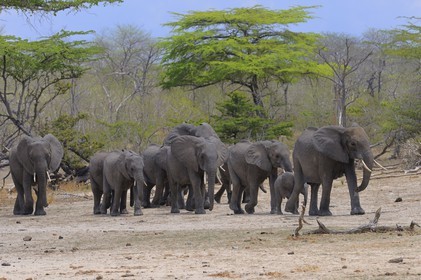 Tanzanie, Reserve de gibier de Selous une des plus grandes zones protégées au monde et inscrite sur la liste du patrimoine mondial de l’Unesco depuis 1982, Éléphant de savane d'Afrique (Loxodonta africana)