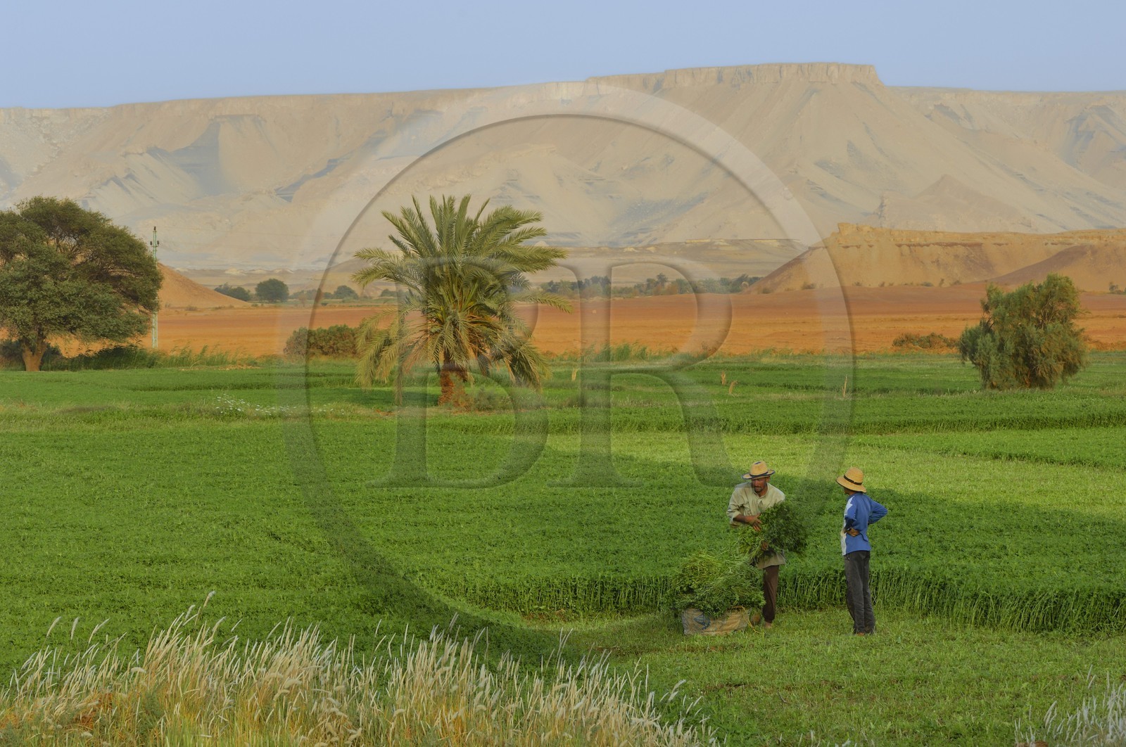 Egypte, désert libyque, oasis de Dakhla, travaux des champs