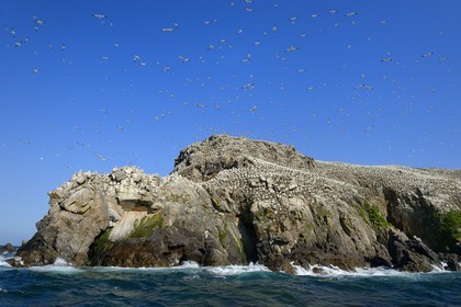 France, Côtes-d'Armor (22), Perros-Guirec, archipel et réserve ornithologique de Sept-Iles, Ile Rouzic, colonie de fous de Bassan (Morus bassanus), unique point de nidification en France pour plus de 20000 couples