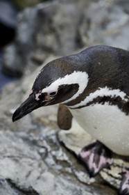 Portugal, Lisbonne, Parque das Nações (Parc des nations) construit pour l'exposition universelle de 1998, Oceanário (Oceanarium),  Manchot de Magellan (Spheniscus magellanicus)