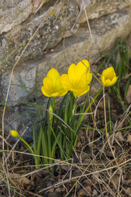 France, Herault, the Causses and the Cevennes, Mediterranean agro pastoral cultural landscape, listed as World Heritage by UNESCO, Saint Maurice Navacelles, Autumn flowering yellow crocus (Sternbergia lutea) in the Causse du Larzac