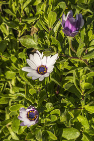 France, Côtes-d'Armor, Cote d'Ajoncs, Plougrescant, cape daisy (Osteospermum)