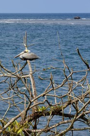 Panama, province de Colon, Portobelo, pélican