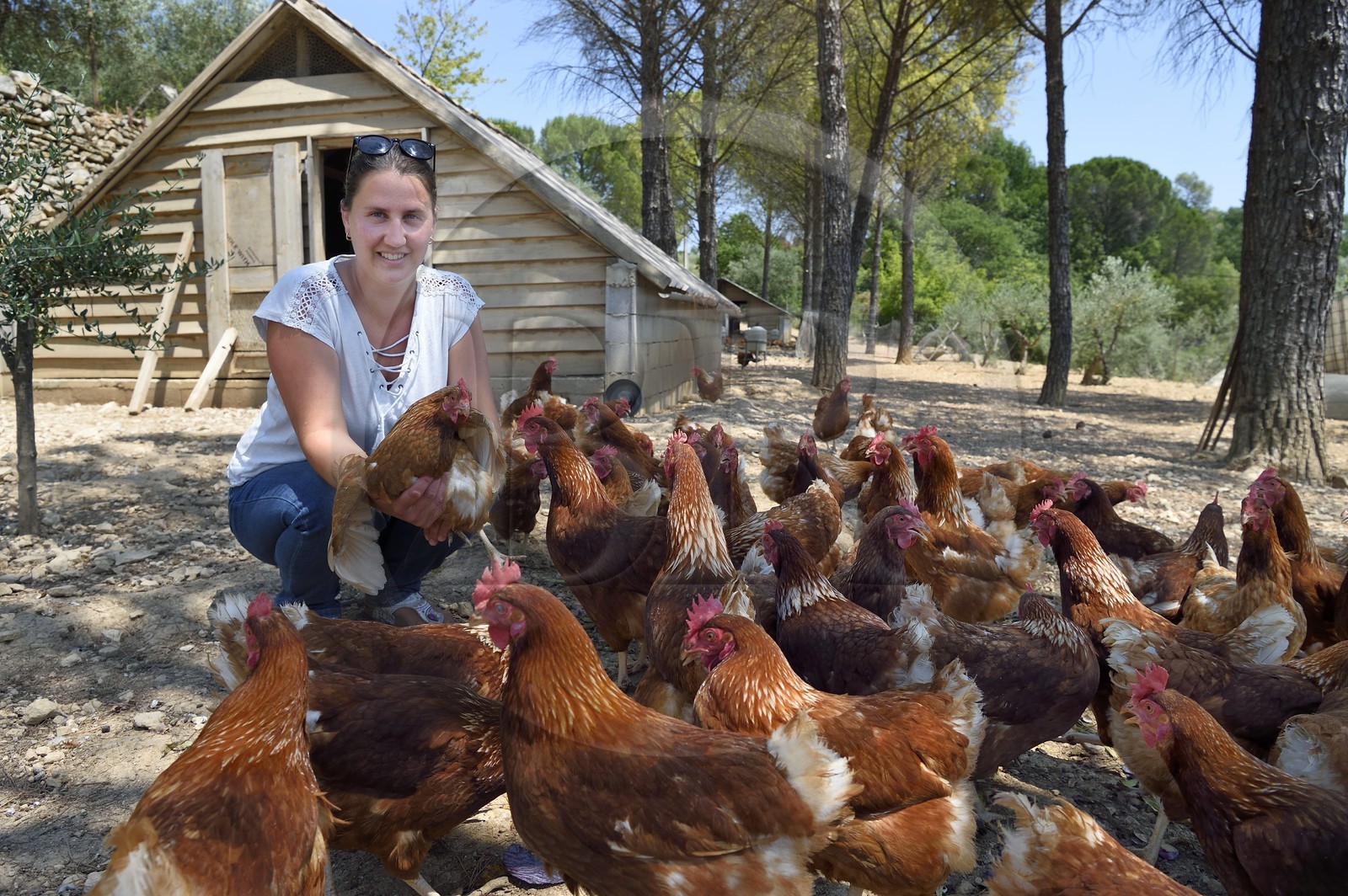 France, Var, Provence Verte, Correns, 1st organic village of France, the Poulailler de Lea, the organic farmer Lea Brunet surrounded by her laying hens