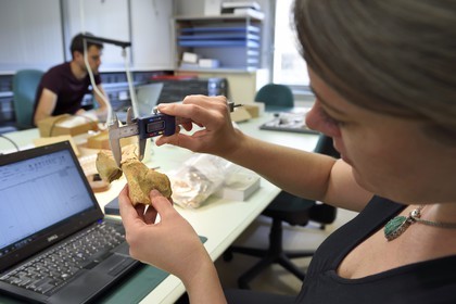 France, Dordogne, Perigord Noir, Vezere Valley, Les Eyzies de Tayac Sireuil, listed as World Heritage by UNESCO, Musee de la Prehistoire (Museum of Prehistory), study of the bones in the laboratory, young megaceros bone dating from the Upper Palaeolithic