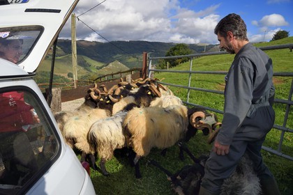 France, Pyrenees Atlantiques, Basque Country, Aldudes valley, Urepel, Philippe Casiriain manech black head sheep breeder