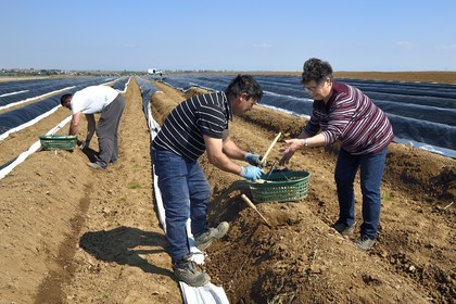 France, Bas-Rhin (67), Fessenheim-Le-Bas, récolte d'asperges blanches dans un champ de la Ferme Weckel