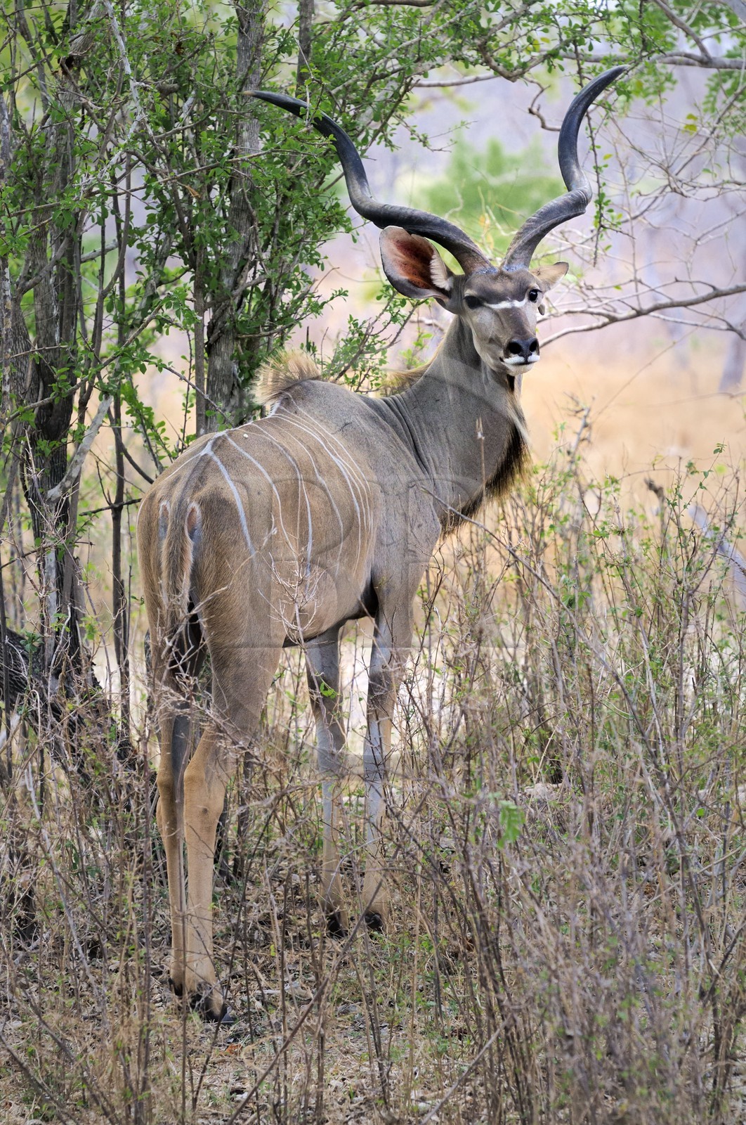 Tanzanie, Reserve de gibier de Selous une des plus grandes zones protégées au monde et inscrite sur la liste du patrimoine mondial de l’Unesco depuis 1982, Grand Koudou (Tragelaphus strepsiceros) mâle