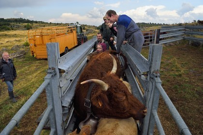 France, Cantal, Chastel-sur-Murat plateau on the Way of St. James to Santiago de Compostela by Via Arverna, the veterinarian Sylvie Calmels performs a pregnancy diagnosis on Salers cows in a corral of the cattle pen