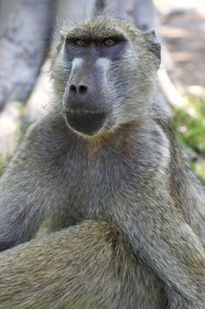 Zimbabwe, Matabeleland North Province, Victoria Falls, chacma baboon (Papio ursinus)