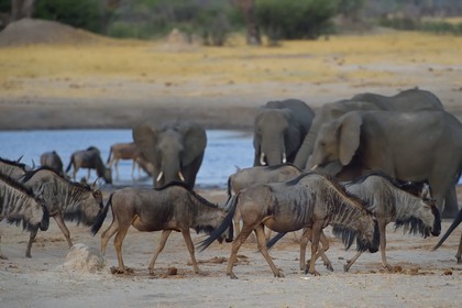 Zimbabwe, province de Matabeleland septentrional, parc national Hwange, gnous bleus (Connochaetes taurinus)