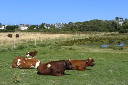 France, Finistère (29), Landeda, Marais de Toul-an-Dour
