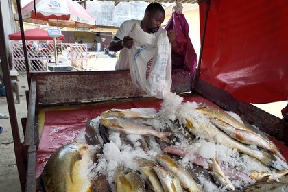 Gabon, Libreville, Port Mole, fish stall, tuna left, emperor in the top center and bass right