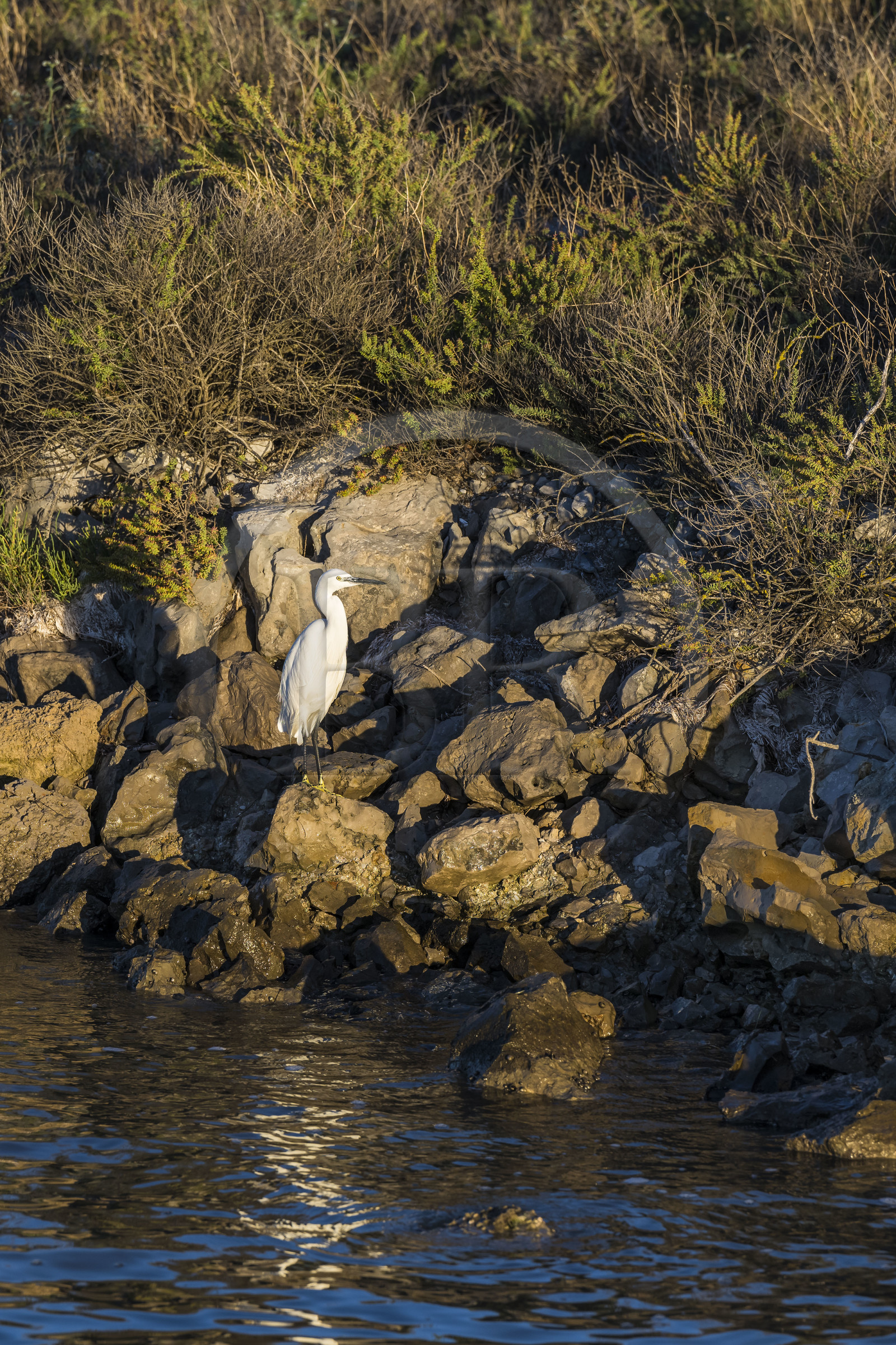 France, Hérault (34), Frontignan, canal du Rhône à Sète, aigrette garzette (Egretta garzetta)
