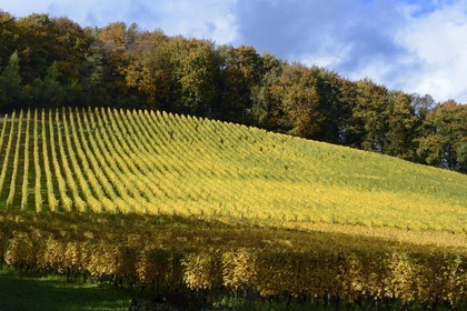 France, Meuse, Lorraine Regional Park, Cotes de Meuse, Vieville-sous-les-Cotes, vineyard