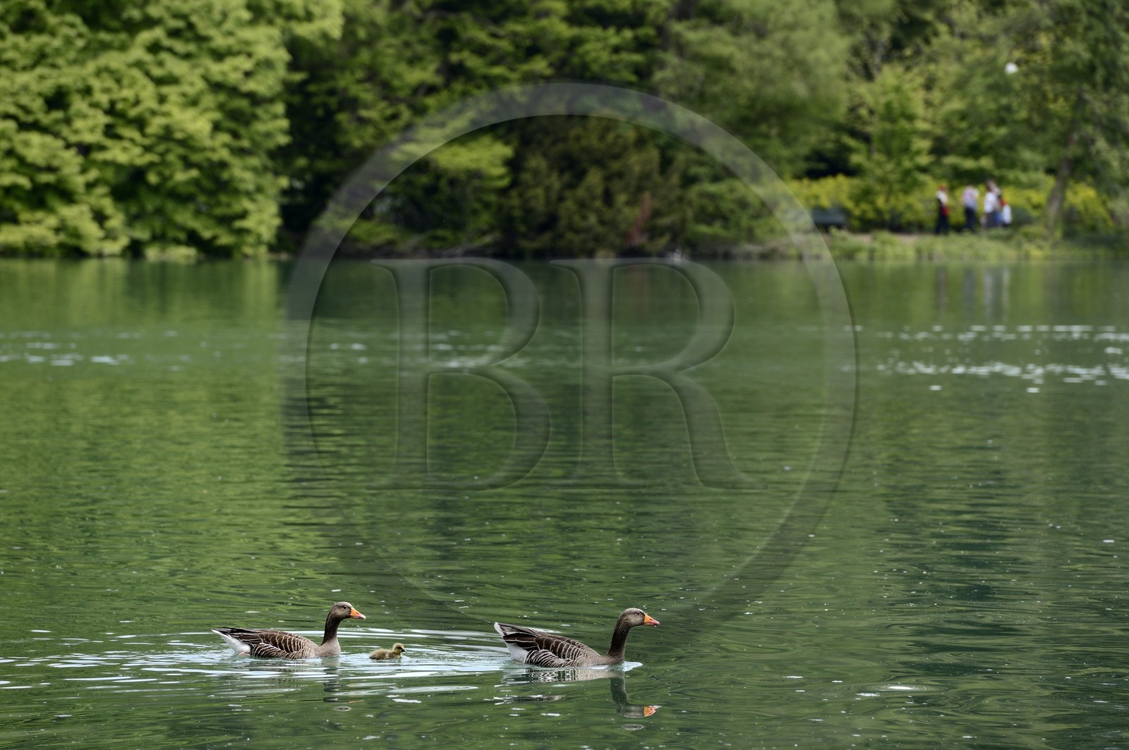 France, Rhône (69), Lyon,  le parc de la Tête d' Or, le Lac