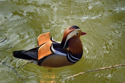 France, Val de Marne, the Marne riverside, Bry sur Marne, male mandarin duck (Aix galericulata)