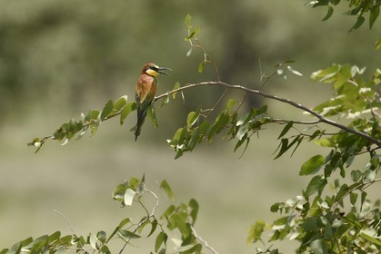 Namibia, Oshikoto region, Etosha National Park, Little Bee-eater (Merops pusillus)