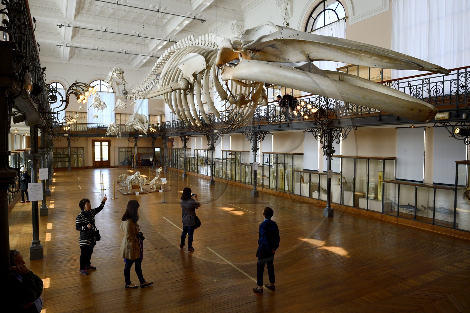 Principauté de Monaco, Monaco, le musée océanographique, la Salle de la Baleine permet de découvrir la collection d'Histoire Naturelle Principauté de Monaco, Monaco, le musée océanographique, la Salle de la Baleine permet de découvrir la collection d'Histoire Naturelle