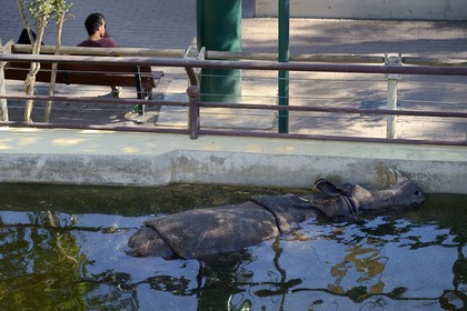 Portugal, Lisbonne, Jardin zoologique, Rhinocéros indien(Rhinoceros unicornis)