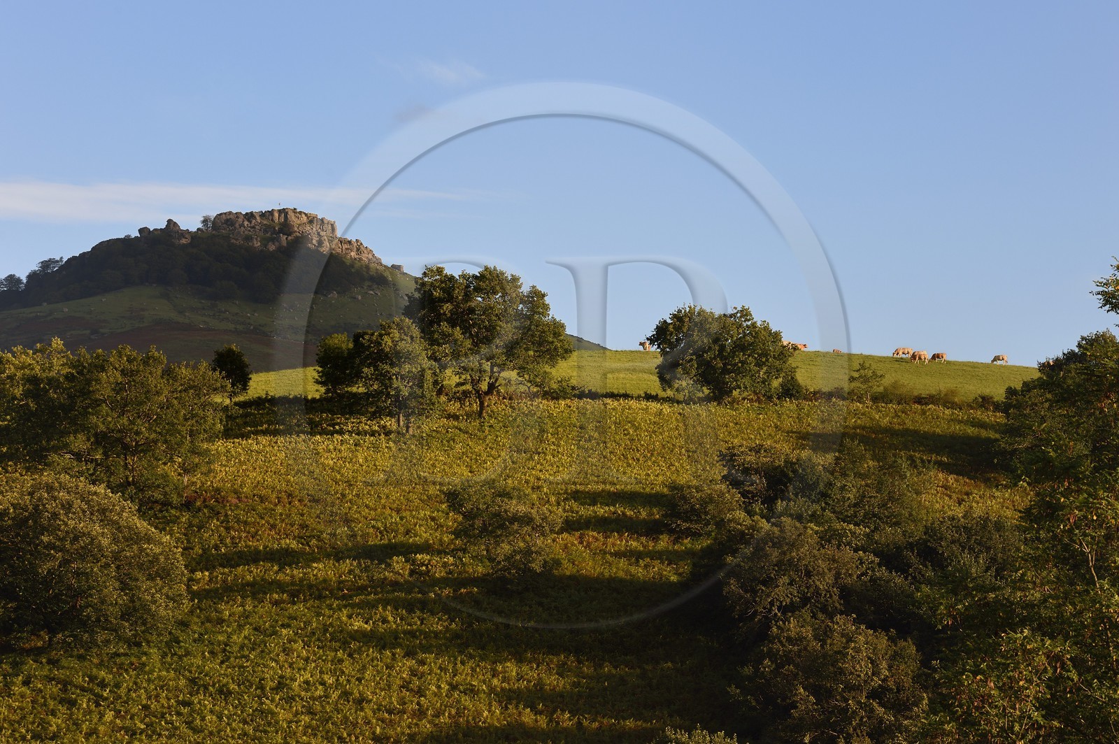France, Pyrénées-Atlantiques (64), Pays-Basque, Espelette, troupeau de vaches au pied du mont Mondarrain