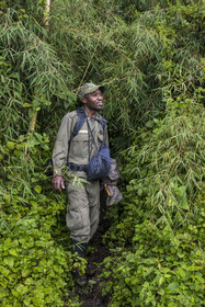 Rwanda, Province du Nord, Parc National des Volcans dans la chaine des Monts Virunga, mont Karisimbi,