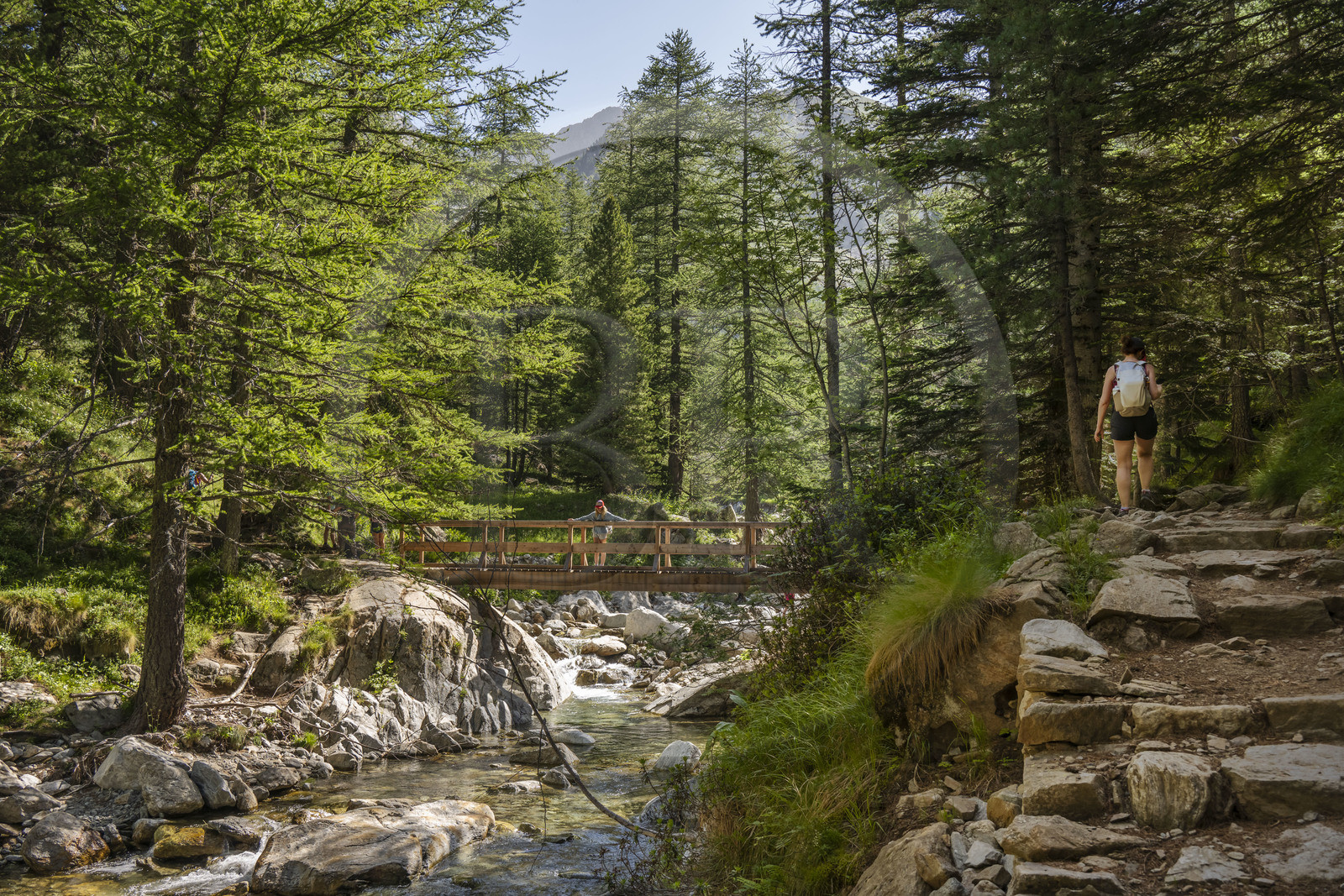 France, Alpes-Maritimes (06), parc national du Mercantour, Haute-Vésubie, Saint-Martin-Vésubie, Val du Haut Boréon, randonnée sur le GR 52 vers le refuge de Cougourde et traversée de la rivière du Boréon