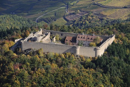 France, Haut Rhin, Hohlandsbourg Castle in the Vosges Massif on the heights of Eguisheim, with its surrounding walls (aerial view)