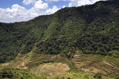 Philippines, province d'Ifugao, les rizières en terrasses de Banaue autour du village de Cambulo, classées Patrimoine Mondial de l'UNESCO, alimentées par un ancien système d'irrigation depuis la forêt tropicale au-dessus des terrasses