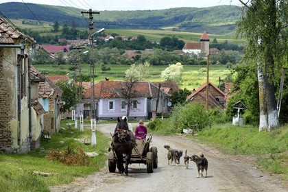 Roumanie, Transylvanie, région de Sighisoara, chariot tracté par un cheval dans le village de Noistat et l'église fortifiée de Netus en arrière plan