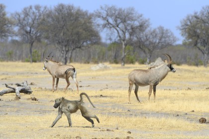 Zimbabwe, province de Matabeleland septentrional, parc national Hwange, babouin chacma (Papio ursinus) et antilopes rouannes (Hippotragus equinus) en arrière plan