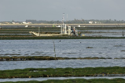 France, Charente-Maritime (17), le bassin Marrennes-Oléron au large de l'Ile d'Oléron, chaland dans les parcs à huîtres