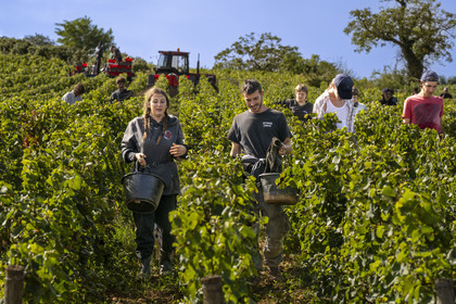 France, Côte-d'Or (21), les climats de Bourgogne classés Patrimoine Mondial de l'UNESCO, Route des Grands Crus, vignoble de la Côte de Beaune, vendanges dans les vignes de Pommard