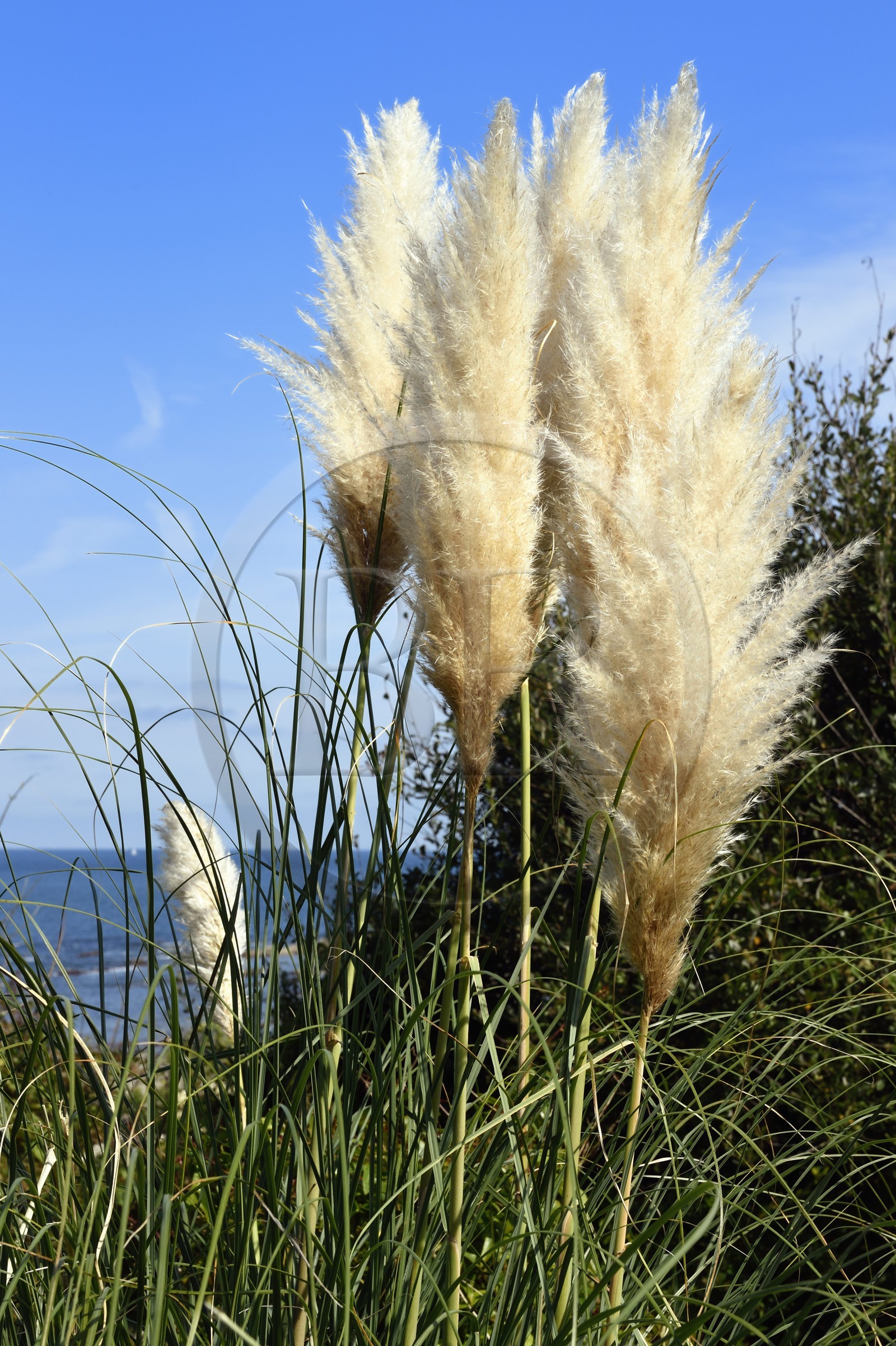 France, Pyrénées-Atlantiques (64), Pays-Basque, La Corniche Basque, Urrugne, herbes de la pampa (Cortaderia selloana) France, Pyrenees Atlantiques, Basque Country coast, the Basque Corniche, Urrugne, pampas grass (Cortaderia selloana)