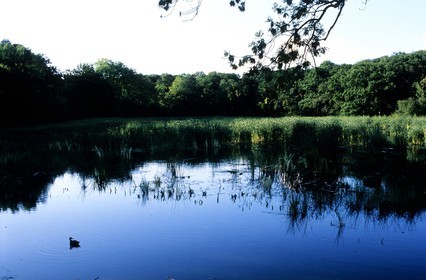 France, Yvelines (78), lac du parc de Rambouillet