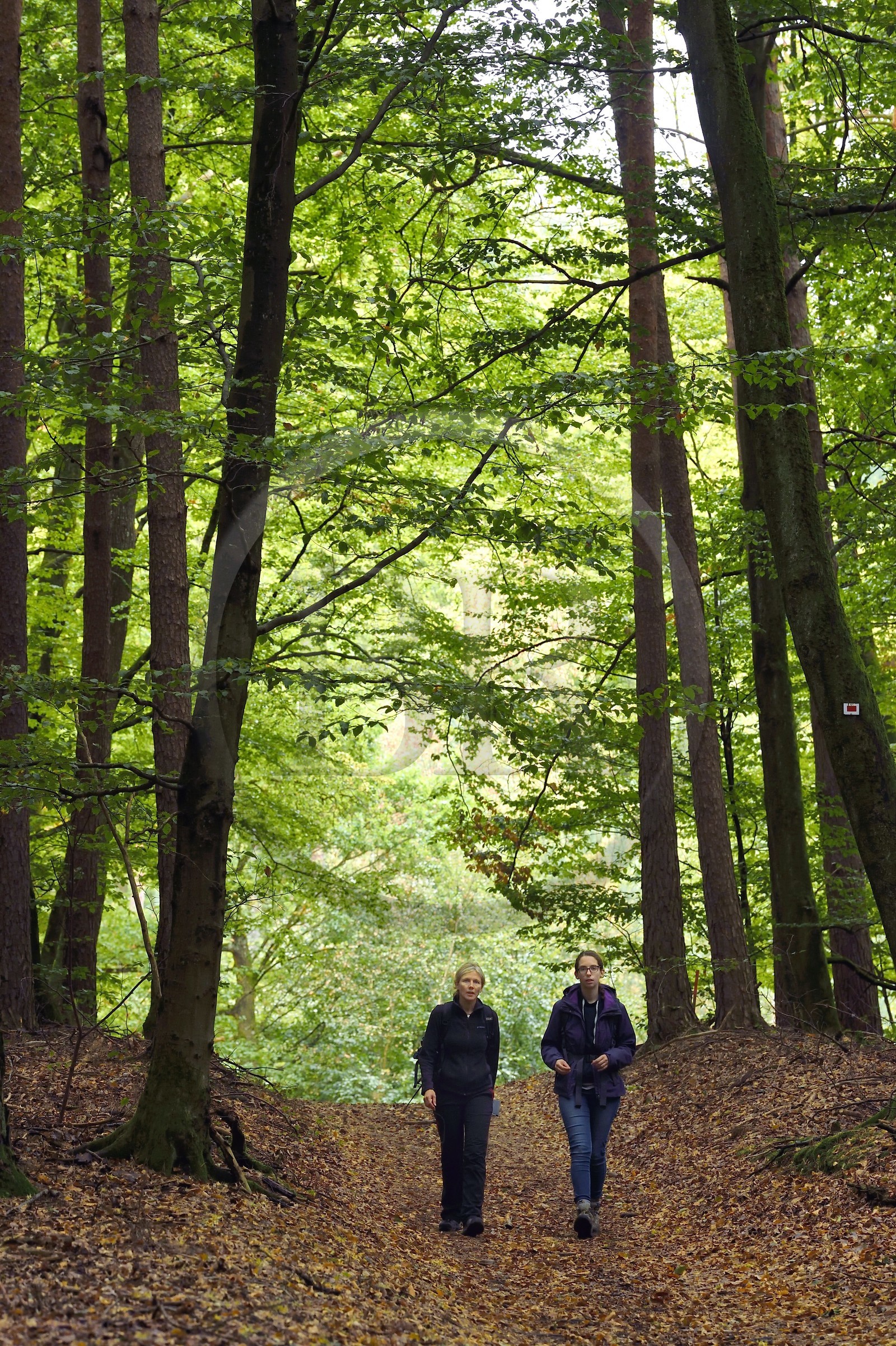 France, Bas-Rhin (67), Parc naturel régional des Vosges du Nord, Obersteinbach, foret domaniale de Steinbach, randonneuses dans une foret de hetres sur le chemin des ruines du fortin de Wittschloessel