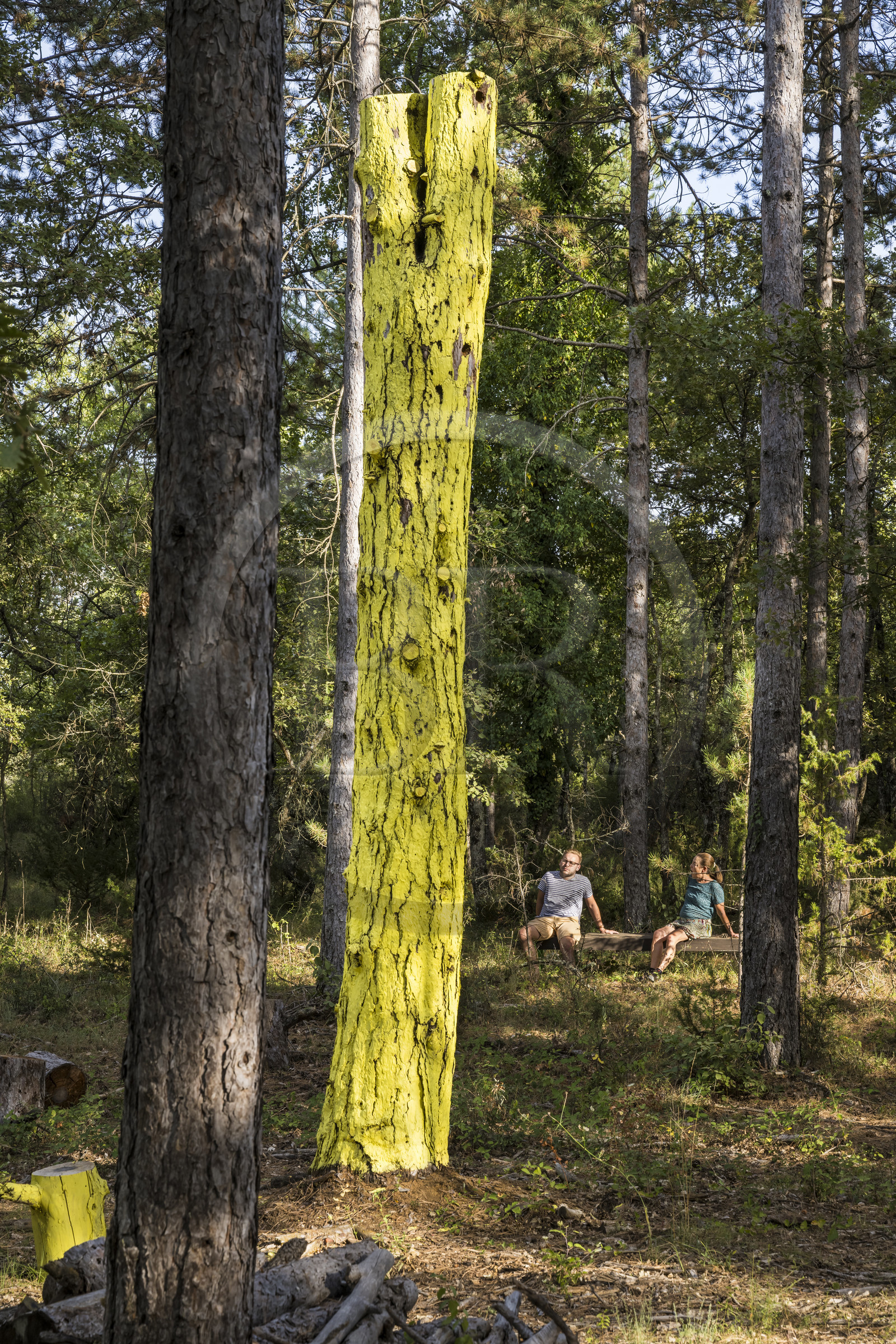 France, Var (83), Provence Verte, Bras, Académie du Bain de Forêt Provençale, forêt du domaine Le Peyrourier - une campagne en Provence
