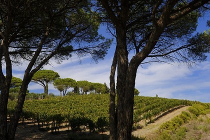 Italie, Toscane, l’Ile d’Elbe, vignoble de Capoliveri
