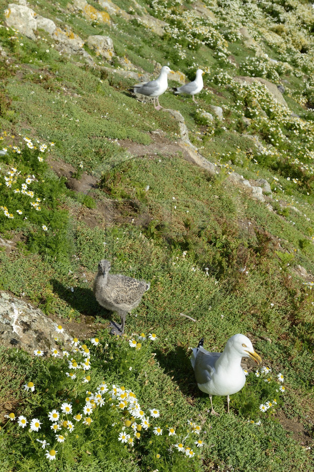 France, Côtes-d'Armor (22), Perros-Guirec, archipel et réserve ornithologique de Sept-Iles, Ile aux Moines, zone de nidification avec goélands jeunes et adultes
