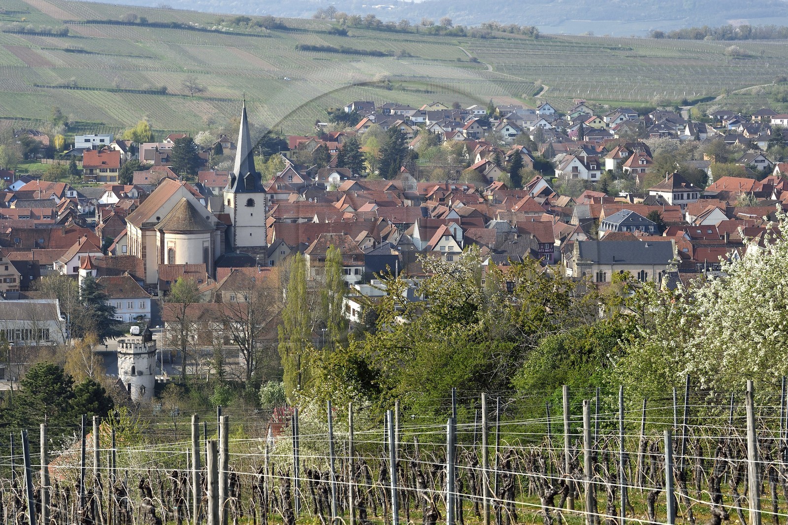 France, Bas Rhin, Rosheim surrounded by vineyards