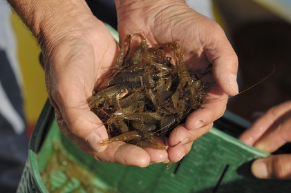 France, Manche (50), archipel des îles Chausey, bouquet de crevettes grises