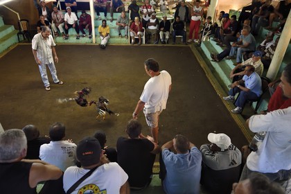 France, Ile de la Reunion, Petit Tampon, combat de coqs dans le Rond de Coq