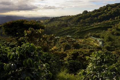 Panama, province de Chiriqui, Boquete, la plantation de café Finca Lerida sur les pentes du volcan Baru, l'hotel