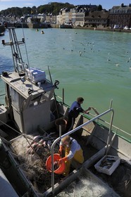 France, Seine-Maritime (76), Saint-Valery-en-Caux, le port de pêche, débarquement de la pêche du jour, chiens de mer